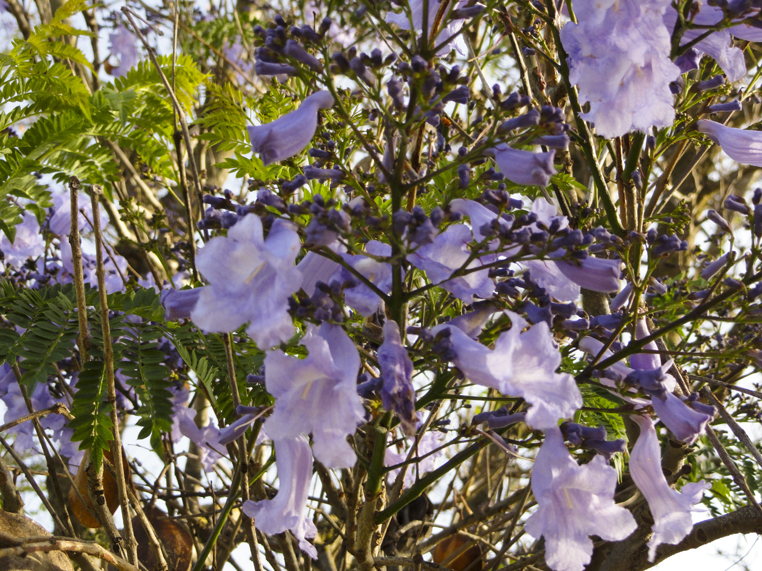 Jacarandas in Bloom