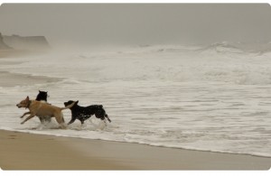 pacific dogs