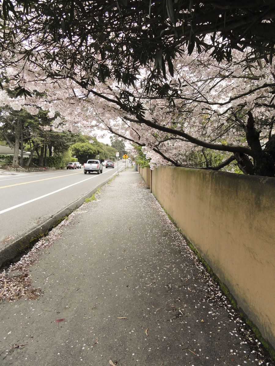 Blossom Walkway