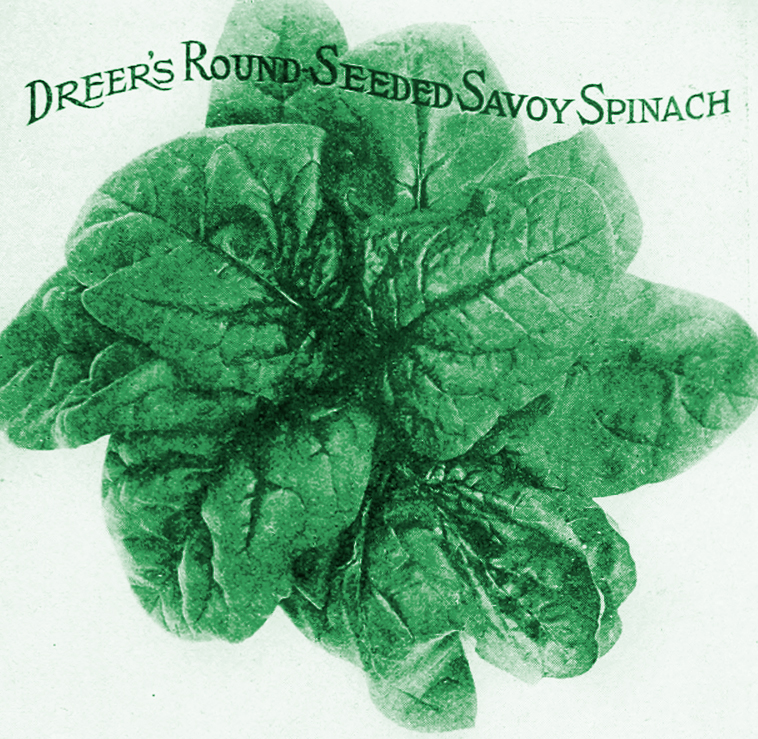 dreers_spinach