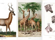 African Animals Vintage